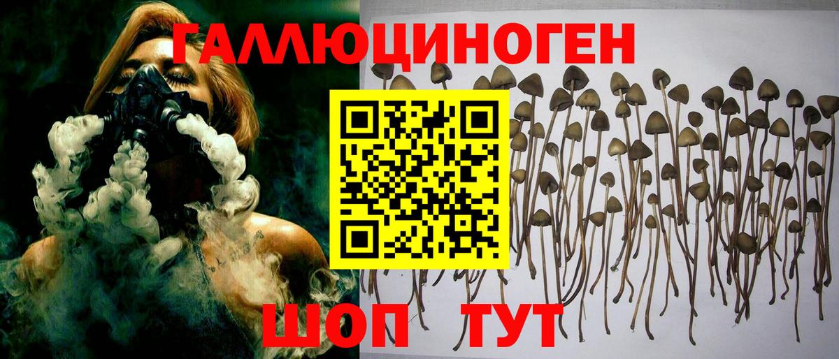 Псилоцибиновые грибы Psilocybe  Вход с VPN  Мурманск 